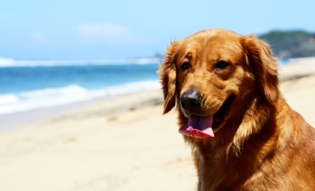 dog-beach.jpg