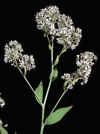 Perennial Pepperweed